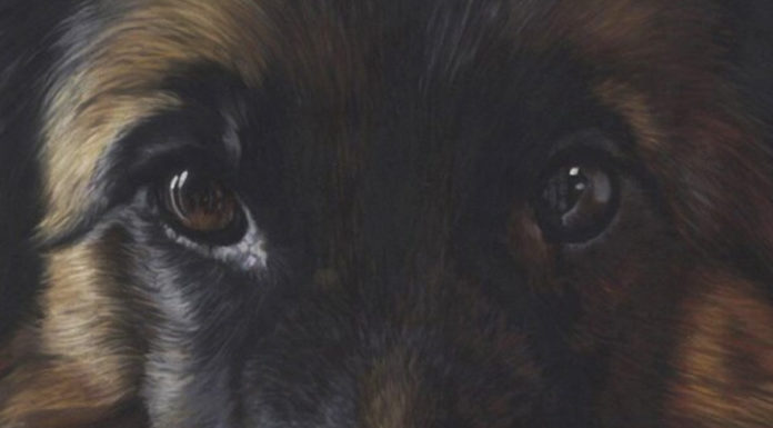 Emma Colbert, German Shepherd portrait, soft pastel on Pastelmat, 16 x 12in-detail