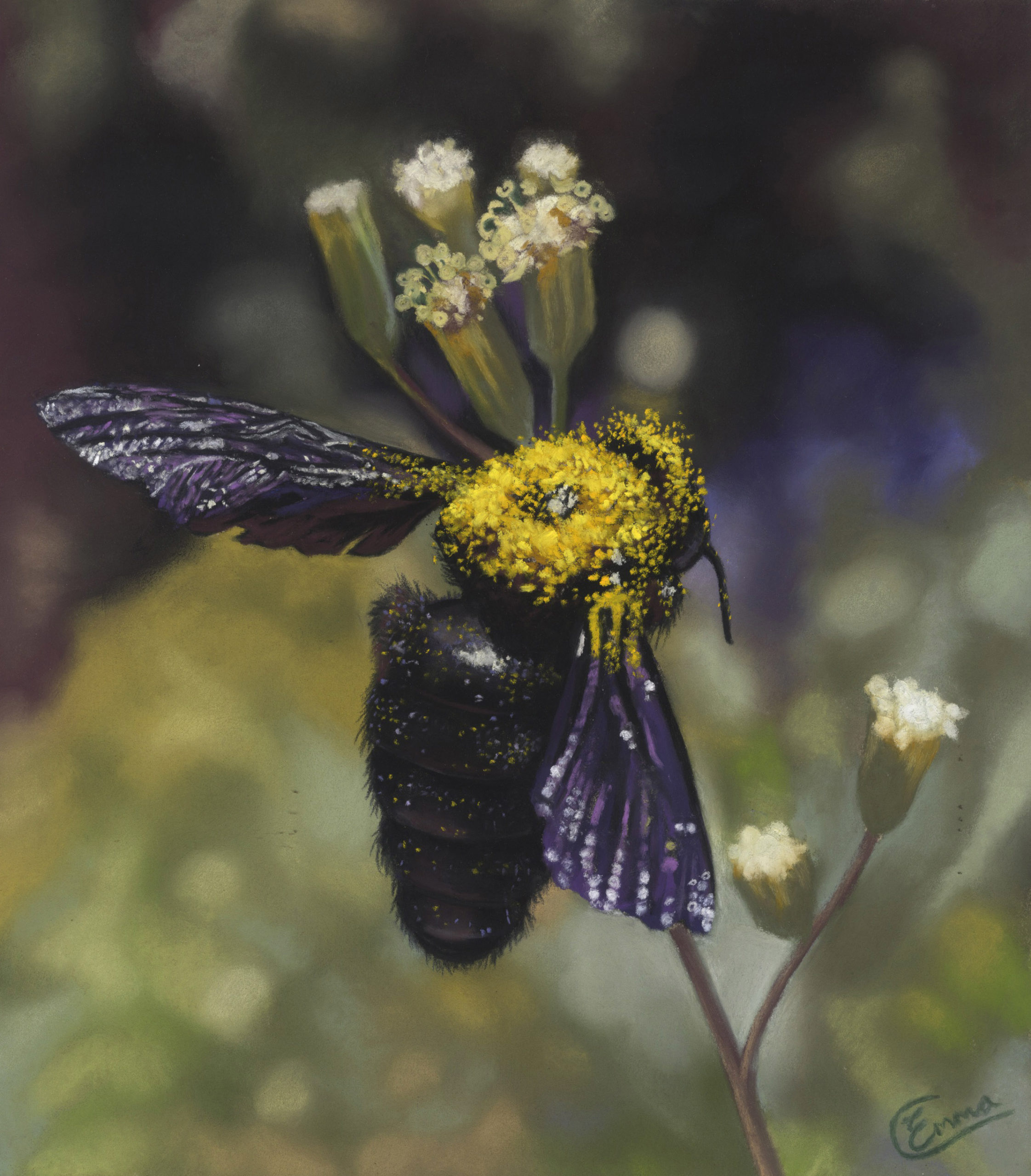 Emma Colbert, Carpenter Bee, Unison Colour pastels on Fisher 400, 12 x 10 in