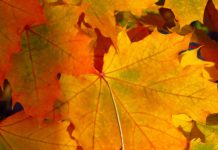 Seven Autumn Paintings To Inspire You! Photo credit: Anthony Lee at Unsplash - photo of maple leaves