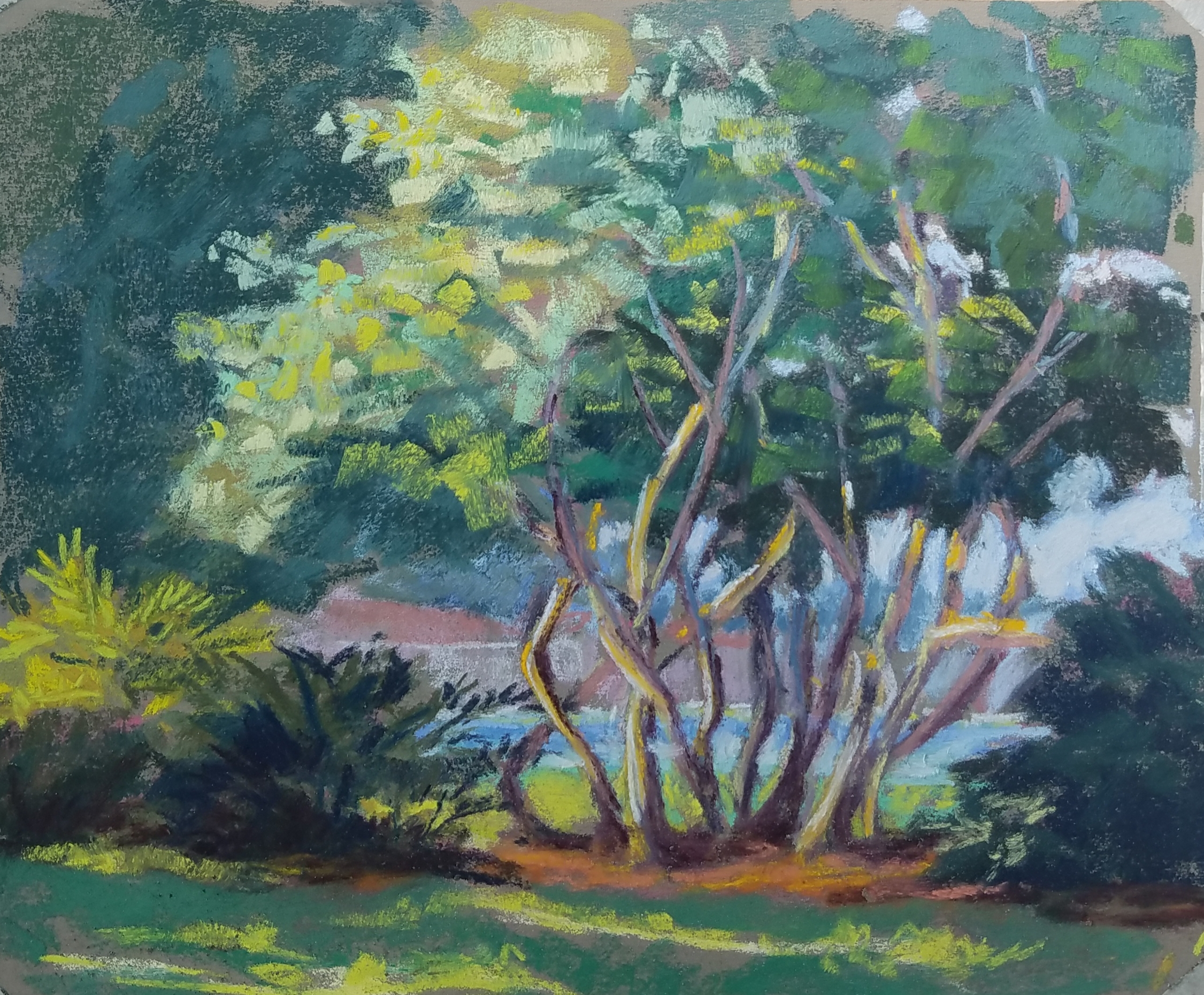 Barbara Archer, Sarasota Park, pastel en plein air