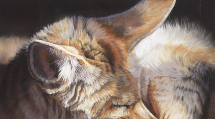 Emma Colbert, Fennec Fox, soft pastel on Fisher 400, 9 x 9 in-detail