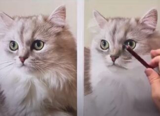 From Julie Freeman's Pastel Live demo on how to paint a realistic cat portrait